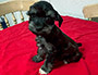 puppy schnauzer picture5