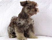 Toy and Teacup Schnauzers Litter 4