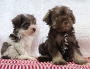 Toy and Teacup Schnauzers Litter 5