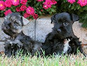 Toy and Teacup Schnauzers Litter 6
