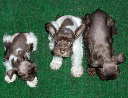 Toy and Teacup Schnauzers