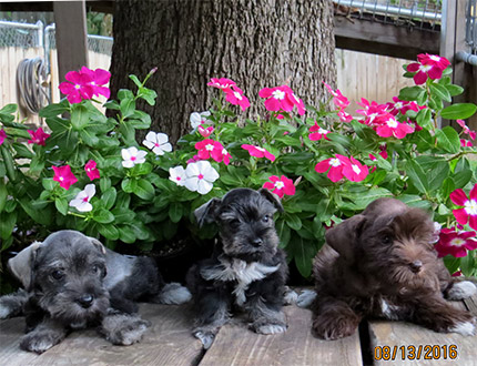 picture of Litter of miniature schnauzers