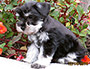 puppy schnauzer picture1