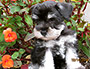 puppy schnauzer picture2