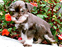 puppy schnauzer picture5