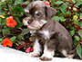 puppy schnauzer picture6
