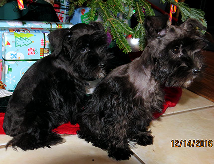 picture of Litter of miniature schnauzers
