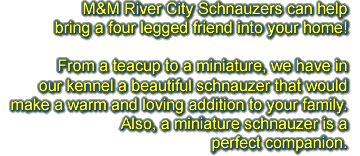 M&M River City Schnauzers can help bring a four legged friend into your home! From a teacup to a miniature, we have in our kennel a beautiful schnauzer that would make a warm and loving addition to your family. Also, a miniature schnauzer is a perfect companion.