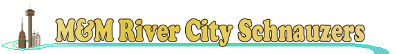 M&M River City Schnauzers