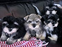 puppy schnauzer picture2