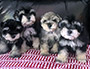 puppy schnauzer picture3