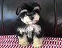 puppy schnauzer picture4