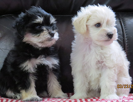 picture of Litter of miniature schnauzers