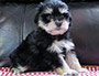 puppy schnauzer picture1