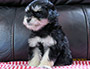 puppy schnauzer picture2