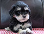 puppy schnauzer picture3