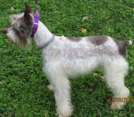 Female Schnauzer Picture