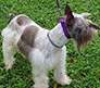 Male Schnauzer thumbnail 1