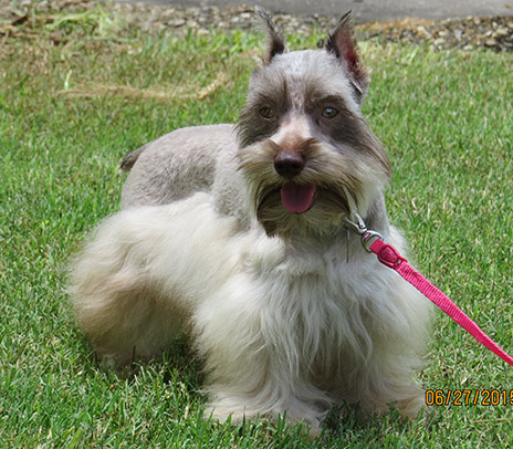 M&M's Female Schnauzer