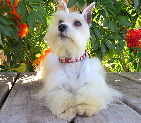 M&M River City Schnauzers - Toy And Teacup Schnauzers In Texas