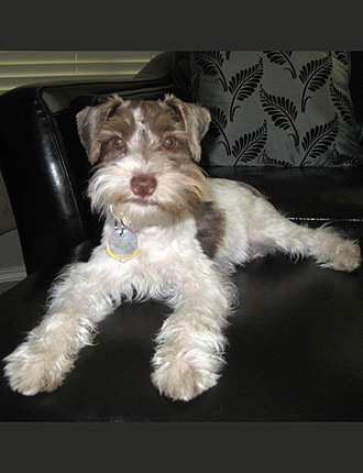 Schnauzer Relaxing