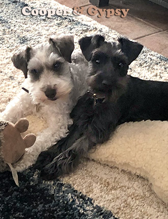 Puppy Schnauzer Resting