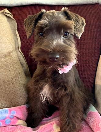 Puppy Schnauzer Resting