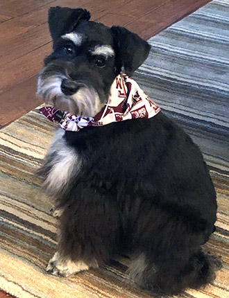 Puppy Schnauzer Resting