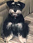 Schnauzer thumbnail