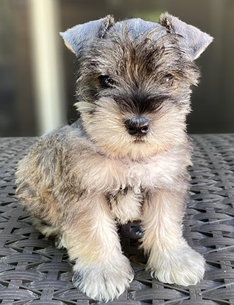 Puppy Schnauzer Resting