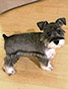 Schnauzer thumbnail