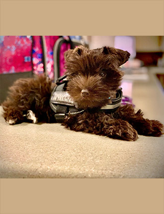 Puppy Schnauzer Resting