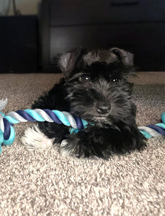 Puppy Schnauzer Resting