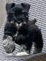 schnauzer thumbnail