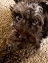 schnauzer thumbnail