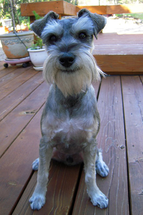 Schnauzer "Bart"