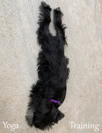 Puppy Schnauzer Resting