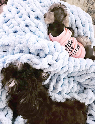 Puppy Schnauzer Resting