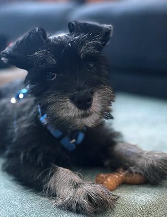 Puppy Schnauzer Resting