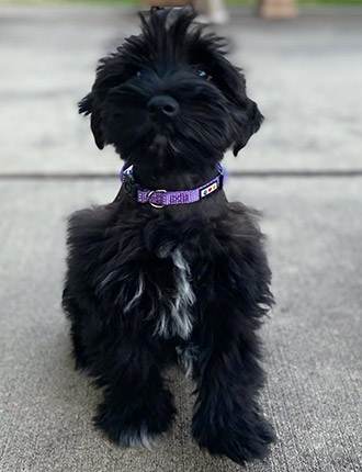 Puppy Schnauzer Resting