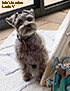 schnauzer thumbnail