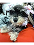 schnauzer thumbnail