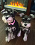 schnauzer thumbnail