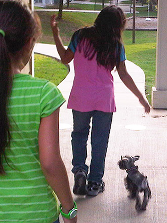 Schnauzer out for a walk